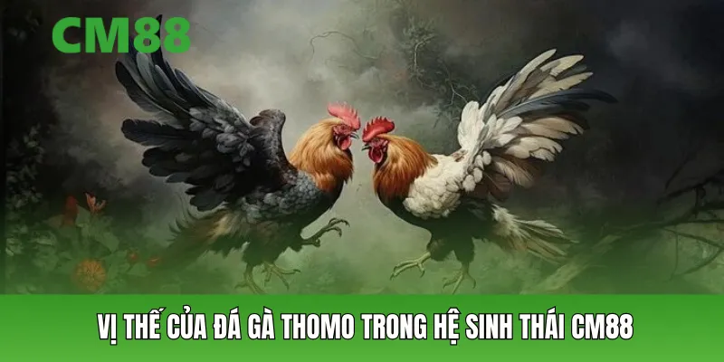 Vị thế của đá gà Thomo trong hệ sinh thái CM88