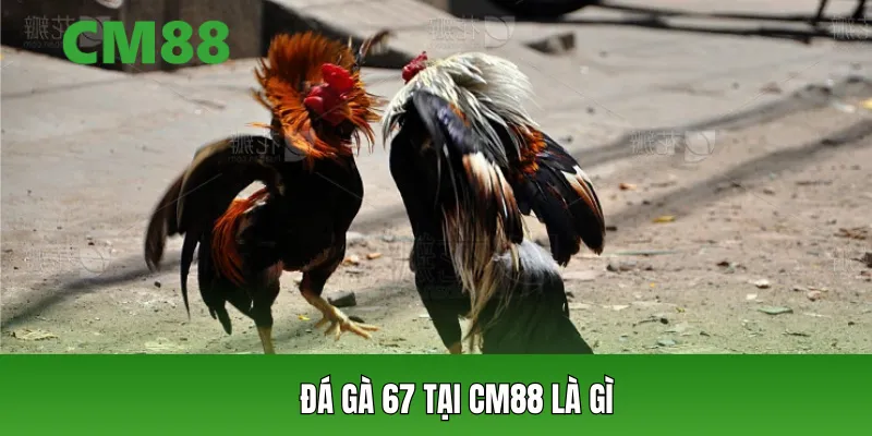 Đá gà 67 tại CM88 là gì