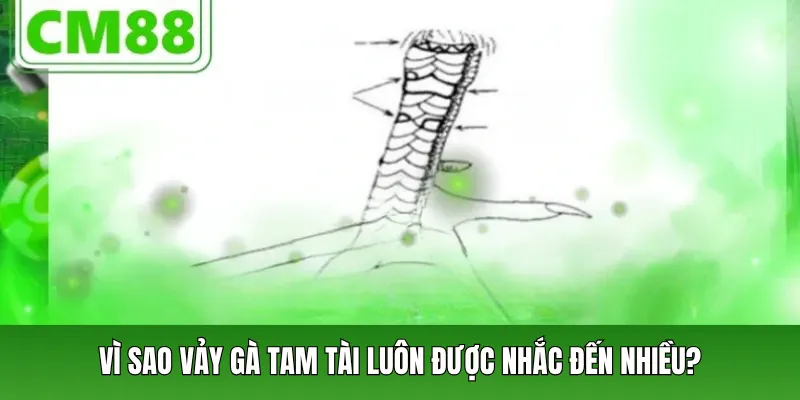 Vì sao vảy gà tam tài luôn được nhắc đến nhiều?