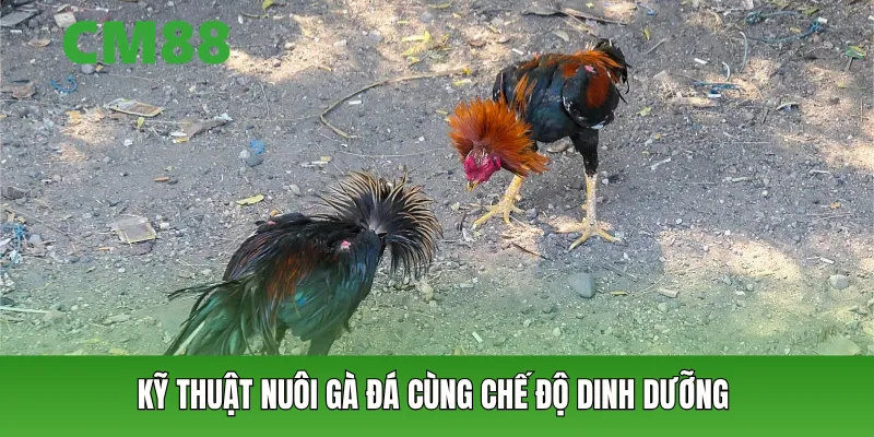 chế độ dinh dưỡng và cách chăm sóc